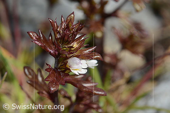 Foto: Zwerg-Augentrost (Euphrasia minima). Flower and leaves.