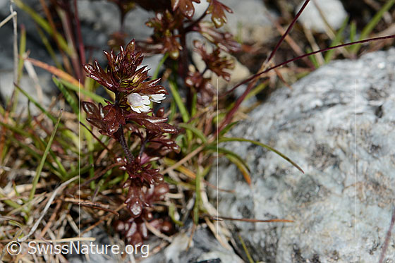 Foto: Zwerg-Augentrost (Euphrasia minima). Ganze Pflanze.