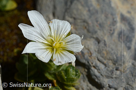 Foto: Einblütiges Hornkraut (Cerastium uniflorum). Blätter.