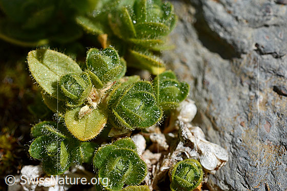 Foto: Einblütiges Hornkraut (Cerastium uniflorum). Blätter.