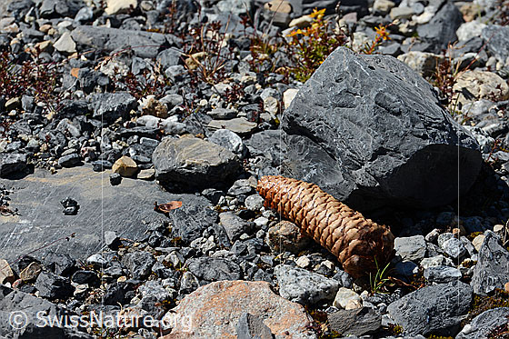 Photo: Cone of the common spruce (Picea abies). This spruce cone was probably transported over the forest line by a bird.