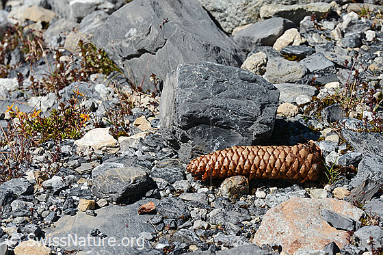 Photo: Cone of the common spruce (Picea abies). This spruce cone was probably transported over the forest line by a bird.