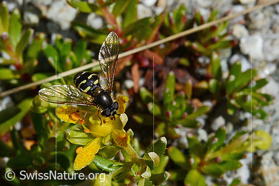 Photo: Eupeodes luniger on Saxifraga aizoides. View from above. Wing opened sideways.