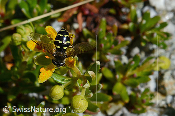 Photo: Eupeodes luniger on blossom of Saxifraga aizoides. View from above. Wing opened sideways.