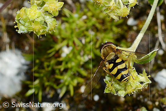 Foto: Grosse Schwebfliege (Syrphus ribesii) auf Blüte des glänzenden Silbermantels (Alchemilla nitida). Wird auch Gemeine Garten-Schwebfliege genannt. Flügel angewinkelt. Ansicht von hinten oben.
