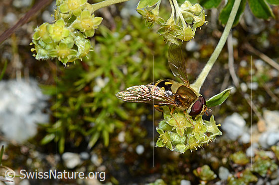 Foto: Grosse Schwebfliege (Syrphus ribesii) auf Blüte des glänzenden Silbermantels (Alchemilla nitida). Wird auch Gemeine Garten-Schwebfliege genannt. Flügel angewinkelt. Ansicht von schräg oben, vorne.