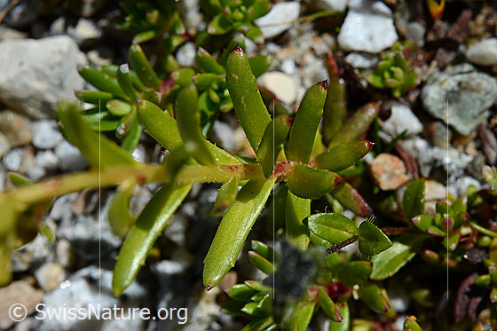 Foto: Bewimperter Steinbrech (Saxifraga aizoides). Blätter und Stängel.