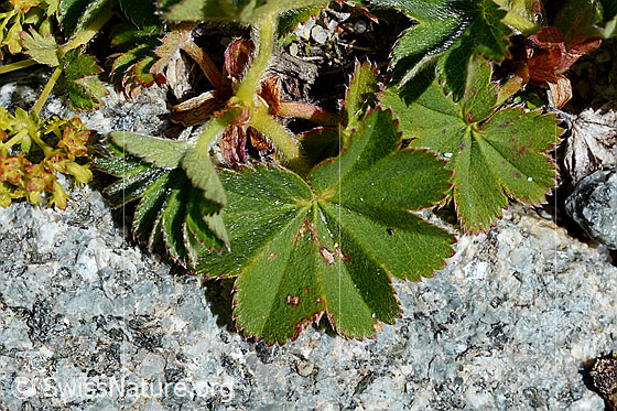 Weichhaariger Frauenmantel  (Alchemilla hybrida)