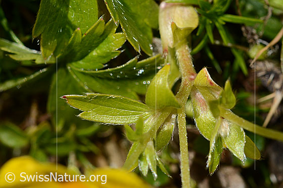Foto: Gold-Fingerkraut (Potentilla aurea). Blätter.