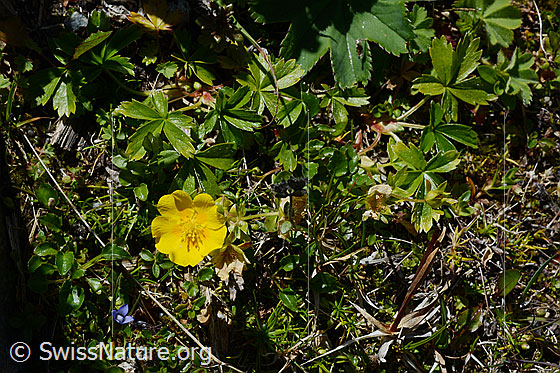 Foto: Gold-Fingerkraut (Potentilla aurea). Ganze Pflanze.