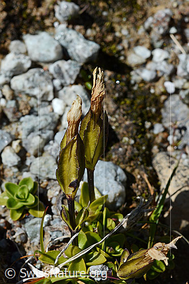 Foto: Frühlings-Enzian (Gentiana verna). Verblüht.