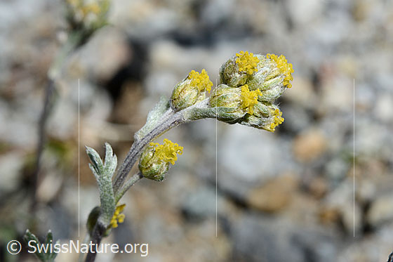 Echte Edelraute (Artemisia umbelliformis)