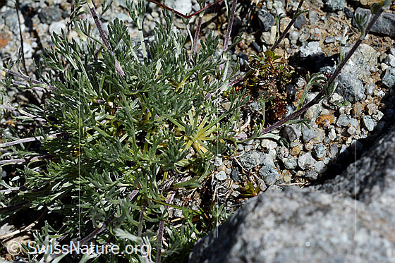 Foto: Echte Edelraute (Artemisia umbelliformis). Blätter, Polster.