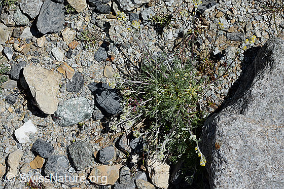 Foto: Echte Edelraute (Artemisia umbelliformis). Ganze Pflanze.