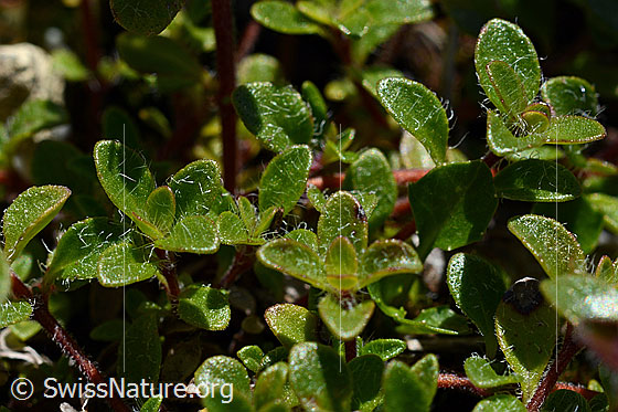 Foto: Vielhaariger Thymian (Thymus polytrichus). Blätter.
