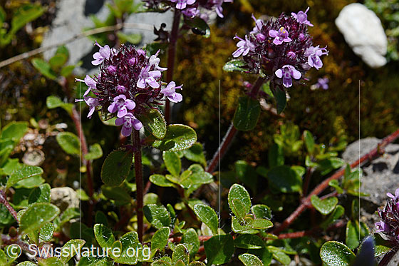 Foto: Vielhaariger Thymian (Thymus polytrichus). Blüten und Stängel.