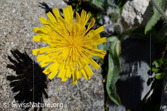 Grauzottiges Habichtskraut (Hieracium piliferum)