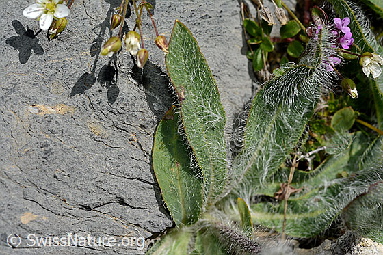 Foto: Grauzottiges Habichtskraut (Hieracium piliferum). Dicht behaarte Blätter.