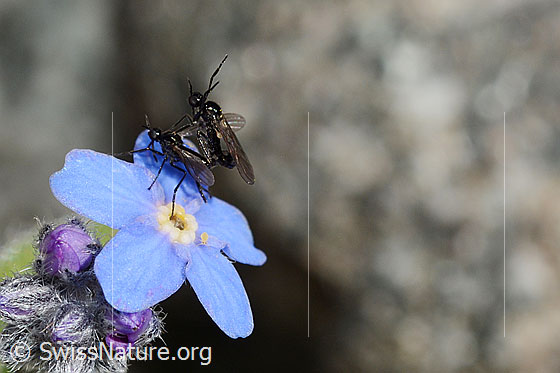 Foto: Elegante, kleine Fliegen (ev. Rhamphomyia lamellata, Empididae) während Paarung auf Blüte des Alpen-Vergissmeinnicht (Myosotis alpestris). Die Blüte hat einen Durchmesser von max. 9mm.