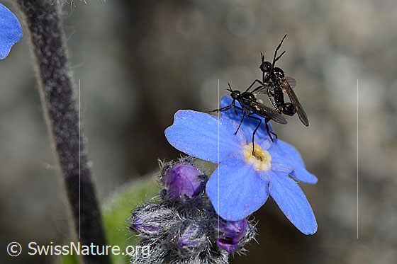 Foto: Elegante, kleine Fliegen (ev. Rhamphomyia lamellata, Empididae) während Paarung auf Blüte des Alpen-Vergissmeinnicht (Myosotis alpestris). Die Blüte hat einen Durchmesser von max. 9mm.