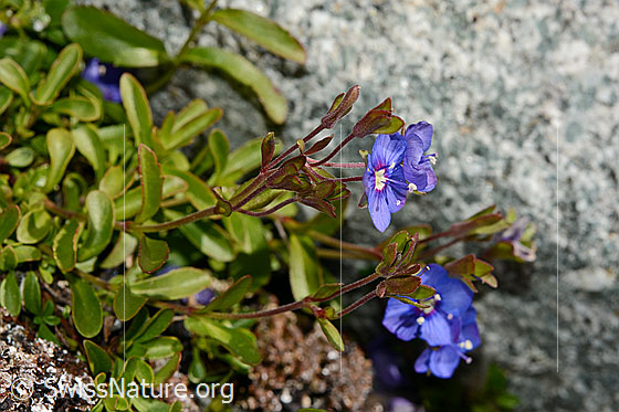 Foto: Felsen-Ehrenpreis (Veronica fruticans). Ganze Pflanze von der Seite.
