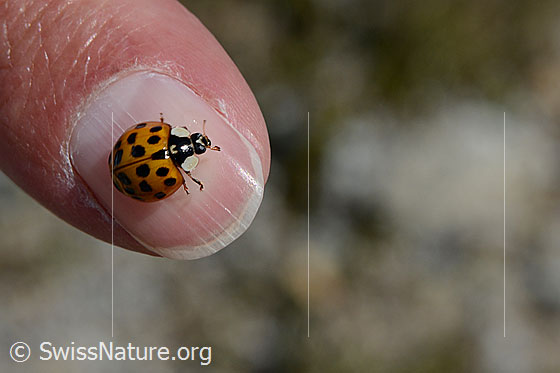 Asiatischer Marienkäfer (Harmonia axyridis)