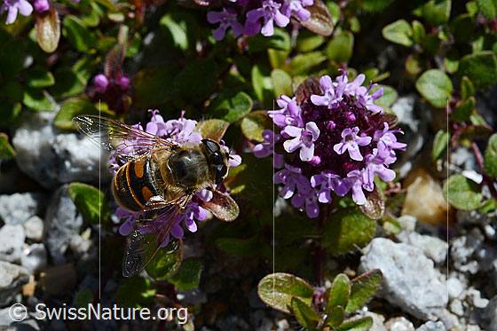 Photo: Eristalis tenax on Thymus polytrichus. Female. View from above.