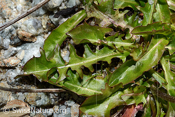 Photo: Probably Crepis aurea. Leaves.