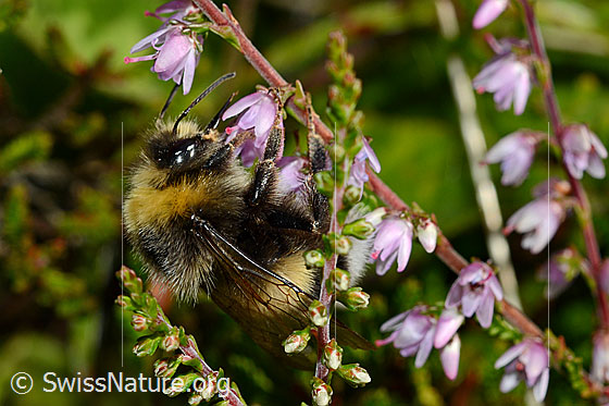 Hellgelbe Erdhummel (Bombus lucorum) an Besenheide (Calluna vulgaris)