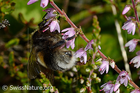 Foto: Wahrscheinlich Hellgelbe Erdhummel (Bombus lucorum) an Besenheide (Calluna vulgaris). Ansicht von hinten.