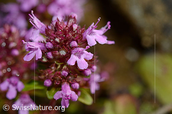 Foto: Arznei-Thymian (Thymus pulegioides). Blüten.