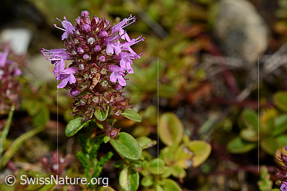 Foto: Arznei-Thymian (Thymus pulegioides). Blütenstand. Blüten geöffnet.