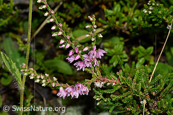 Foto: Besenheide (Calluna vulgaris). Blüten und Blätter.