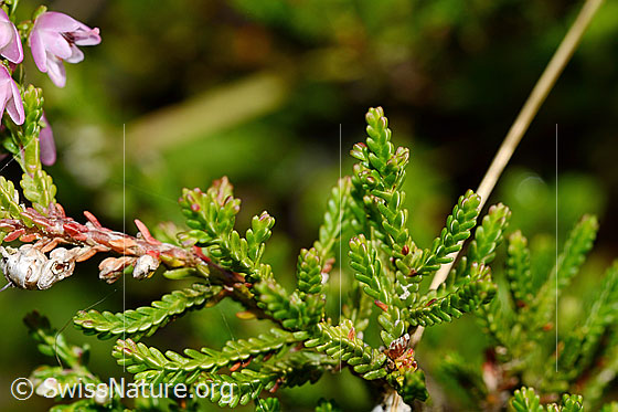 Foto: Besenheide (Calluna vulgaris). Blätter.
