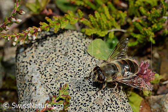 Photo: Eristalis tenax sitting on stone. Female. The stone is covered with lichens. View from diagonal front.