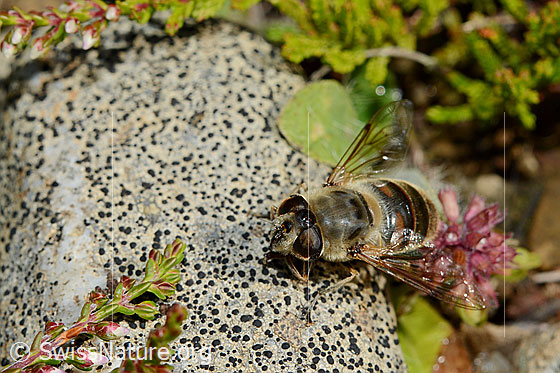 Photo: Eristalis tenax. Female. View from diagonally above.
