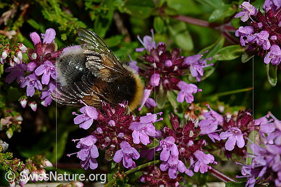 Foto: Wahrscheinlich Hellgelbe Erdhummel (Bombus lucorum) an Arznei-Thymian (Thymus pulegioides). Länge 9 - 16mm. Wird auch Helle Erdhummel genannt. Ansicht von oben.