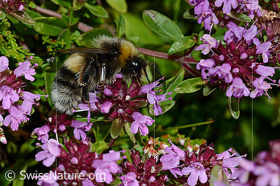 Photo: Probably Bombus lucorum on Thymus pulegioides. Length 9 - 16mm. View from the side.