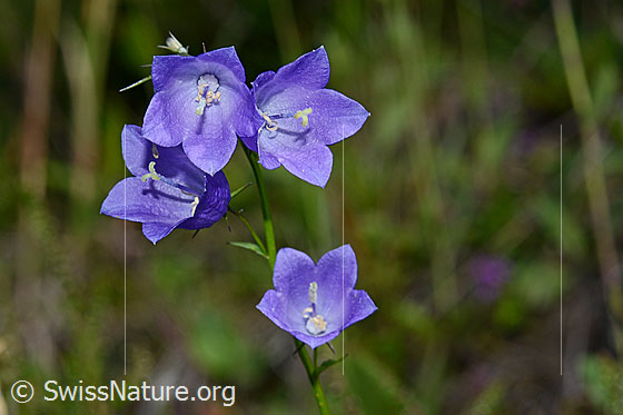 Rautenblättrige Glockenblume (Campanula rhomboidalis)