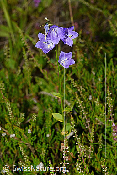 Foto: Wahrscheinlich Rautenblättrige Glockenblume (Campanula rhomboidalis). Ganze Pflanze,