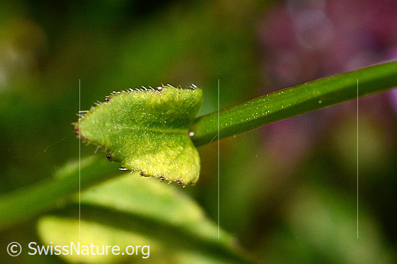 Foto: Wahrscheinlich Rautenblättrige Glockenblume (Campanula rhomboidalis). Stängel und Stängelblatt.
