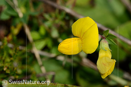 Gewöhnlicher Hornklee (Lotus corniculatus)