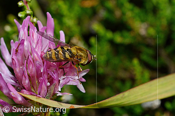 Foto: Grosse Schwebfliege (Syrphus ribesii) auf Rot-Klee (Trifolium pratense). Ansicht von der Seite. Länge 9 - 13mm.