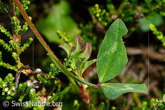 Foto: Rot-Klee (Trifolium pratense). Blätter.