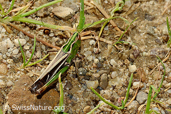Photo: Grasshopper (Stenobothrus lineatus), body length 21-27mm, female.