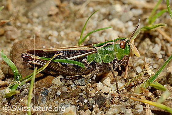 Foto: Heidegrashüpfer (Stenobothrus lineatus), Weibchen, Länge 21-27mm. Ansicht von der Seite.