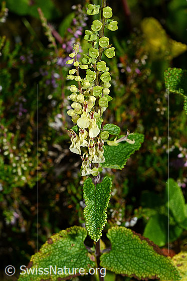 Foto: Salbeiblättriger Gamander (Teucrium scorodonia). Blütenstand, Stängel und Blätter.