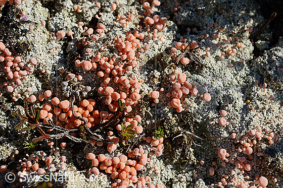 Foto: Rosafarbene Köpfchenflechte (Dibaeis baeomyces). Ganze Flechte (Habitus).