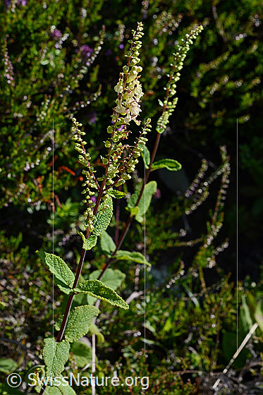 Photo: Teucrium scorodonia. Inflorescence. Whole plant (habiti).