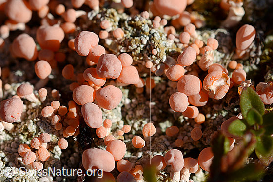 Foto: Rosafarbene Köpfchenflechte (Dibaeis baeomyces). Fruchtkörper der Flechte.
